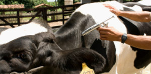 rFebre_Aftosa_Vacinação_2