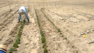 WhatsApp Image 2018-01-30 at 17.56.14